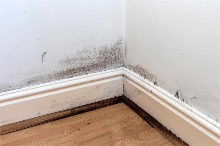 Tech to tackle mould crisis in Scottish constituency