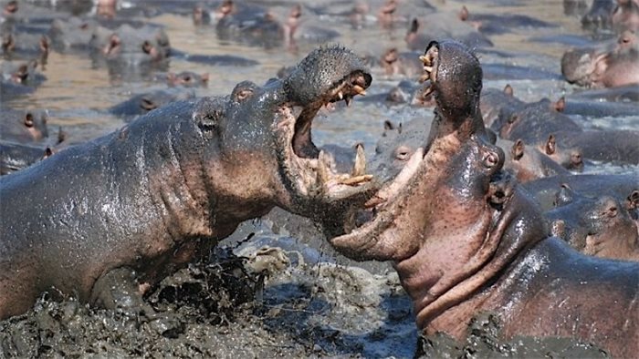 Hungry hungry hippos