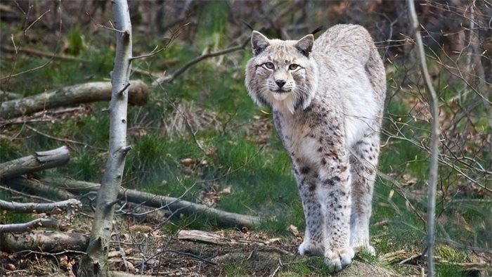 Over 90 per cent of people support trial re-introduction of Lynx