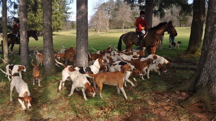 UK Government postpones fox hunting changes after SNP stance