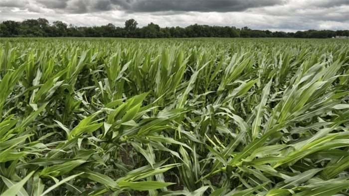 GM crops to be banned in Scotland
