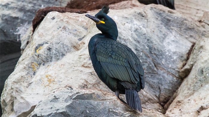 Climate change threat to seabirds, warn researchers