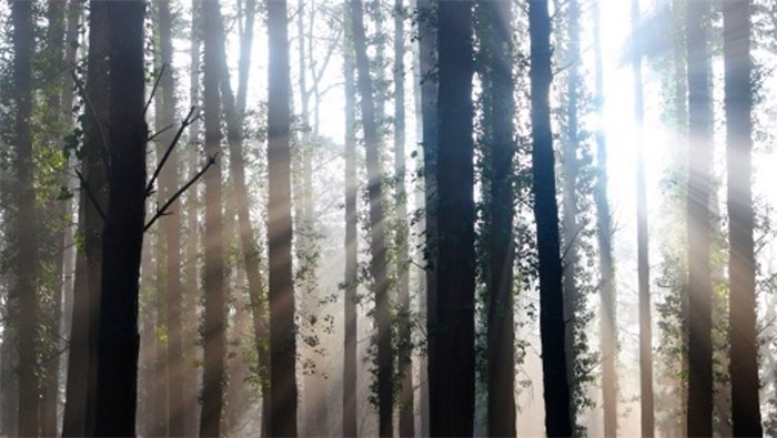 Scottish Government opens consultation on future of forestry