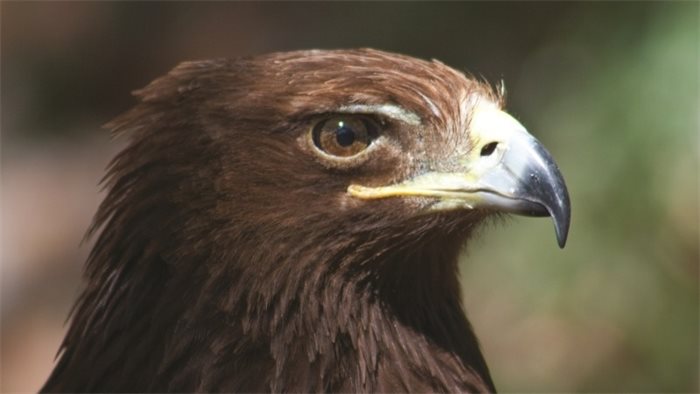 Golden eagle numbers rise by 15 per cent since 2003, according to RSPB