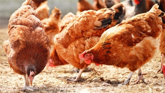 Scottish Government orders birds to be kept indoors following concern over bird flu