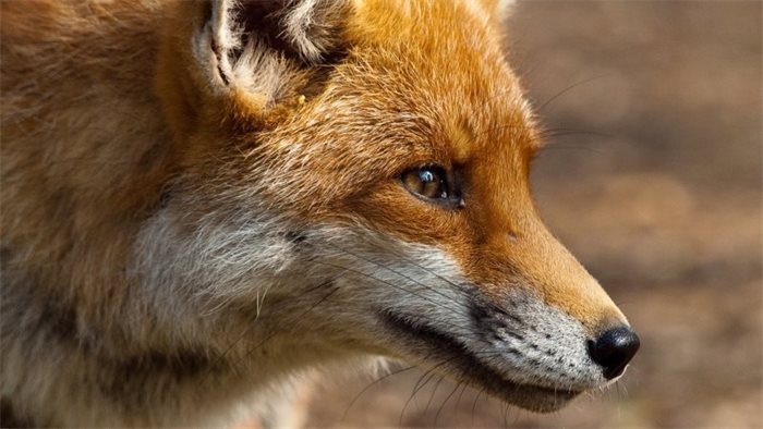 Environment Secretary Roseanna Cunningham announces new code of practice of fox hunting