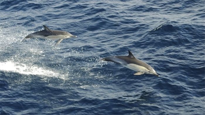 Record dolphin numbers recorded off west coast