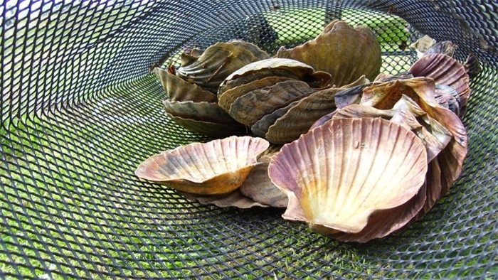 New measures introduced to protect Scottish scallop stocks