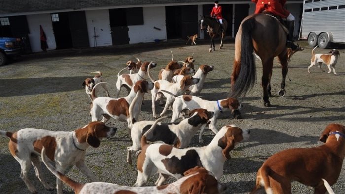 Theresa May tells voters she is in favour of fox hunting