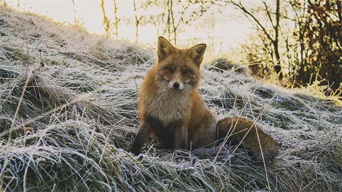 Alison Johnstone to introduce bill banning fox hunting in Scotland