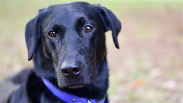 Homeless people to get more support to keep their pets