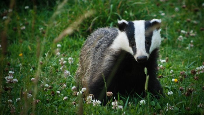 Landowners call for tougher punishments for wildlife crime