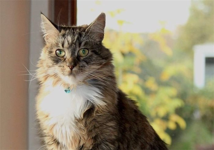 Politicians and their pets: Stewart McDonald and his cat, Fleur