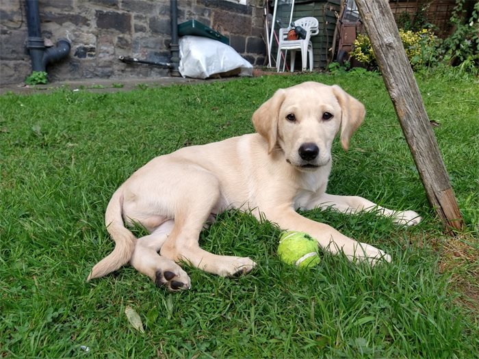 Puppy training during a pandemic