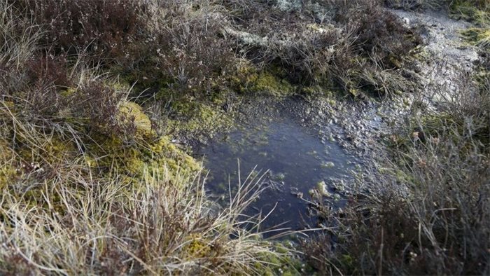 Restoring Scotland’s bogs could provide refuge for rare wildlife