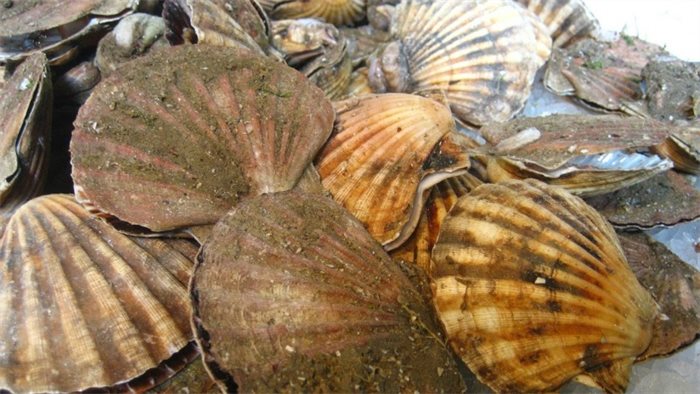 Post-Brexit shellfish export ban is indefinite, EU says