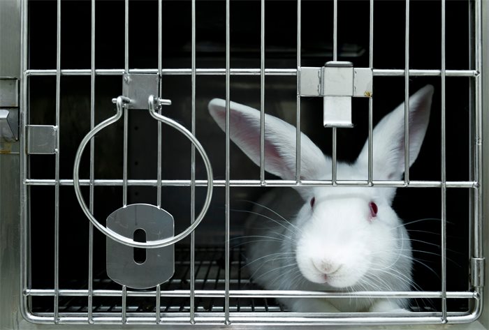 Associate feature: Scotland agrees - it's time to bring animal experiments to an end