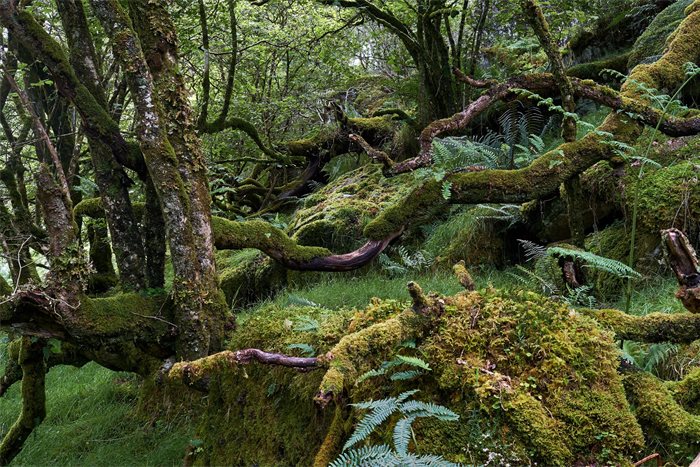 Associate Feature: How to Restore Scotland’s Rainforest