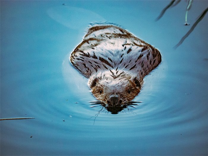 Pioneering rewilding project in Perthshire shows us nature can rebuild with our help