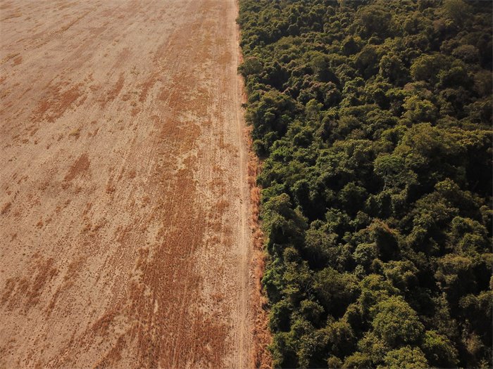 COP summit agrees landmark deal on deforestation