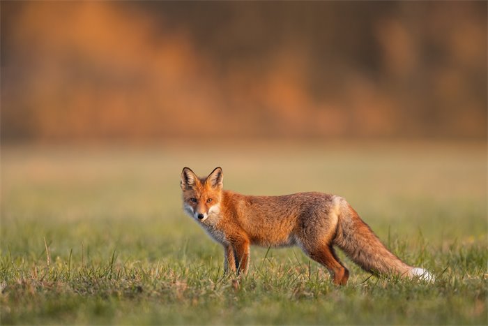 Scottish Government moves to tighten fox hunting ban