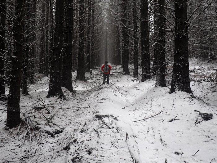 Andy Wightman: We can't see the wood for the trees