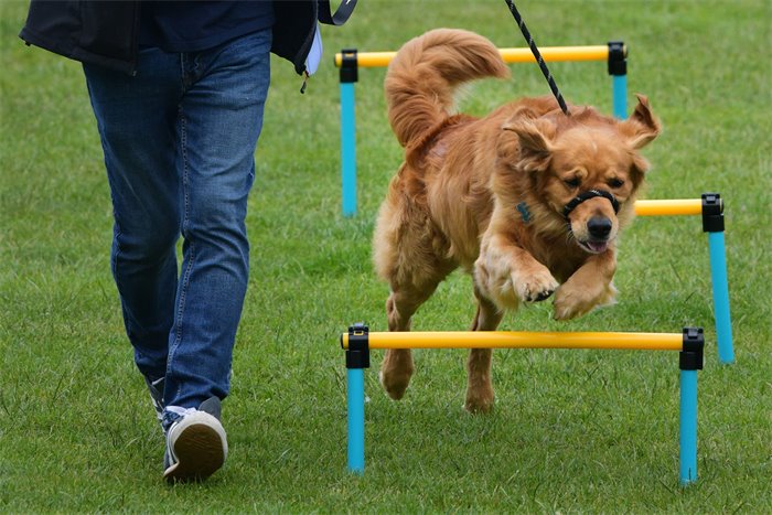 David Torrance’s Buster wins Holyrood’s top dog award