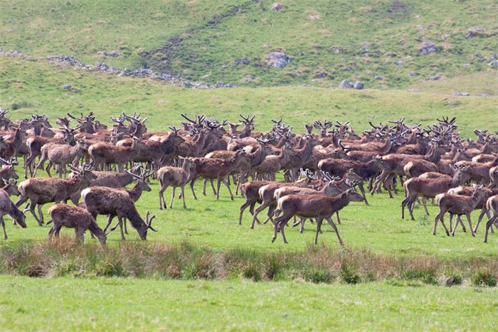 Forestry and Land Scotland bets on tech organisations to tackle deer numbers