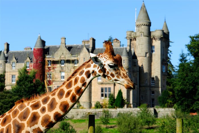 University of Glasgow develops world-first interactive enrichment system for giraffes