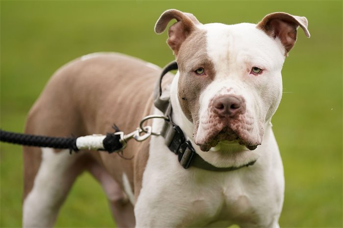 Scotland to 'ban' XL Bullies after dogs are brought from England
