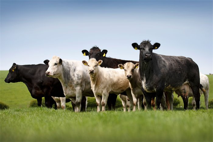 Associate feature: More Cows, More Opportunity: Why Scotland Must Beef Up