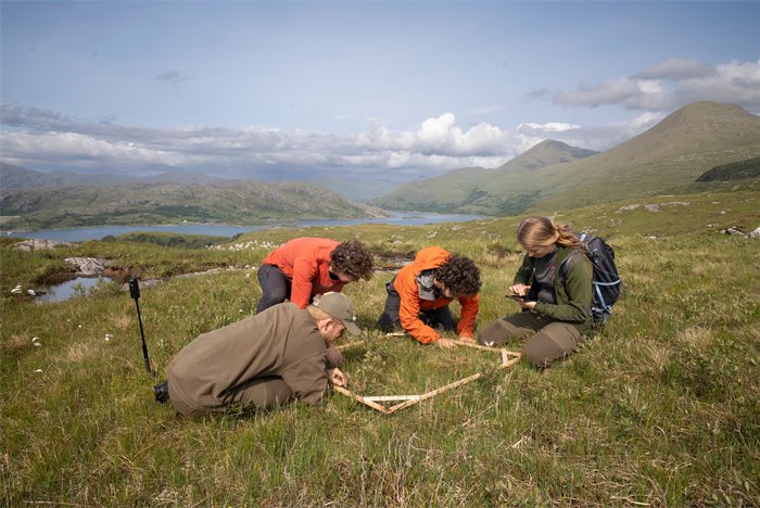 Drones drops could help rewilding in Scotland, trial suggests