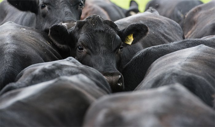 How the US-Iran crisis rocked Scottish farming