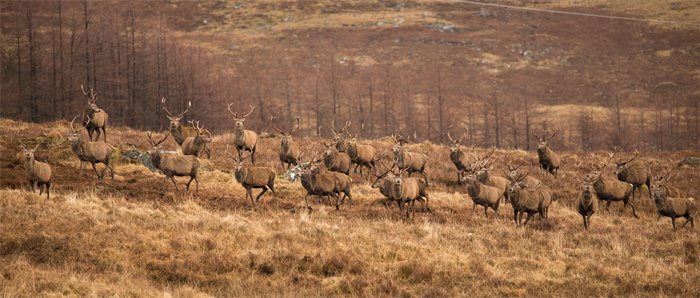 Hart of the matter – who pays for deer management?