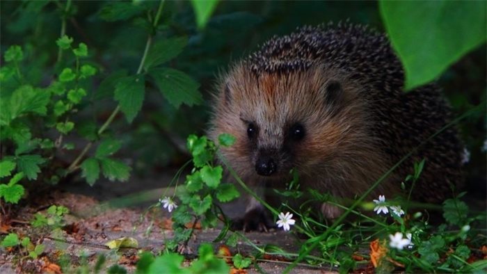 Parliamentary sketch: MPs talk about hedgehogs
