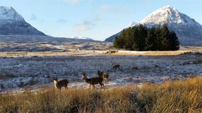 Roseanna Cunningham warns SNH must take a harder line with non-cooperative landowners on deer management
