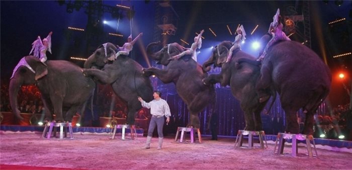 More clarity needed on circus animals ban, Holyrood Committee concludes