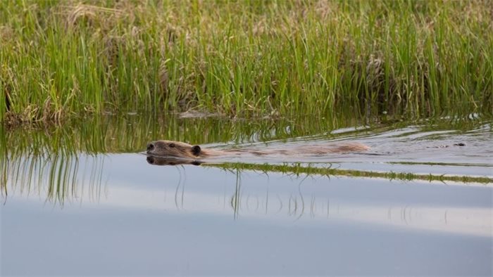 Scottish Land & Estates question delay in capturing Beauly beavers