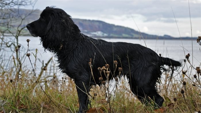 Scotland to ban electronic shock collars for dogs