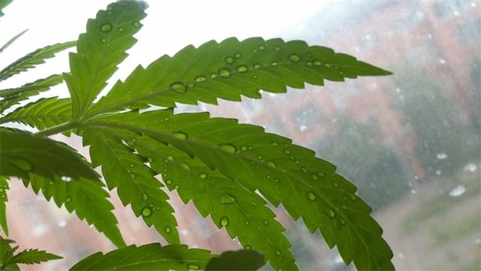 Lib Dems call for legalisation of cannabis