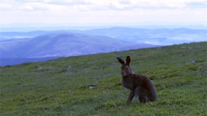 Failure to stop mountain hare cull shows “commercial interests are driving government policy”, says Alison Johnstone