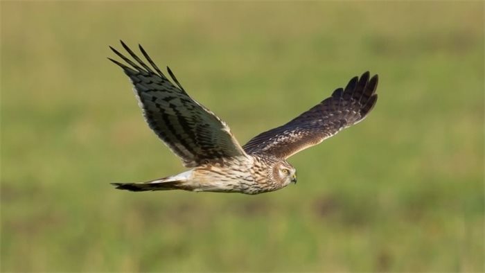 Record number of hen harrier chicks fitted with satellite tags
