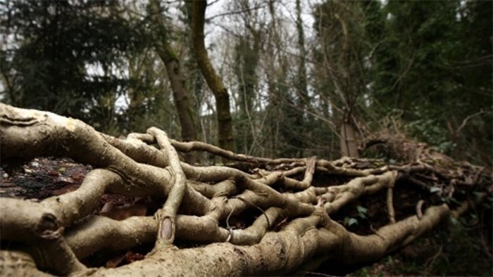 Fergus Ewing launches consultation on Forestry Strategy for Scotland