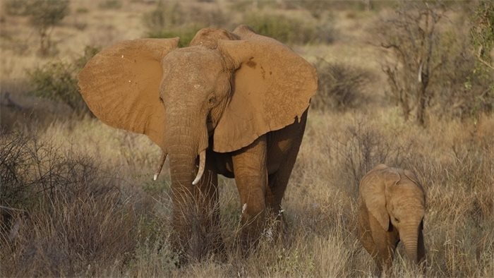 SNP conference 2018: elephants in the room