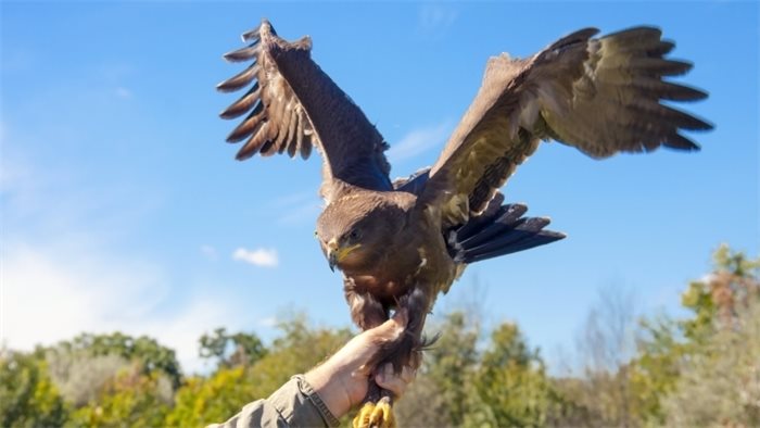 Recorded incidents of bird of prey poisonings at a record low in Scotland