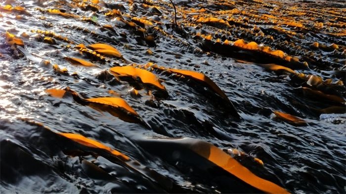Scotland to ban kelp dredging