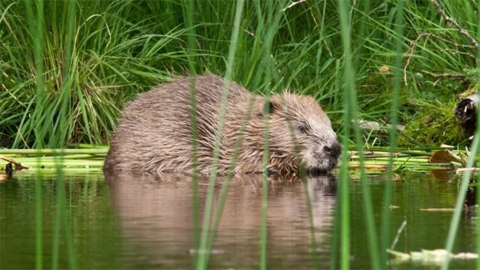 Environmental groups question delay in beaver protection