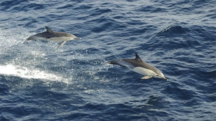 Climate change putting Scotland’s most iconic species at risk, report warns