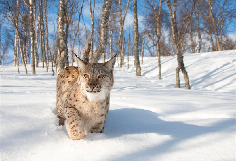 Wild talk: Scotland is debating the reintroduction of lynx again