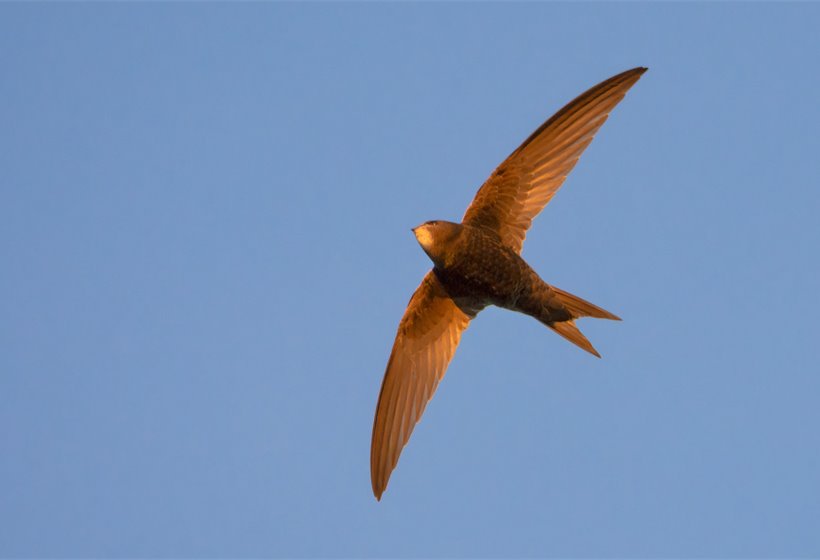 Swift bricks are to be standard in Scotland. Won't England and Wales follow?